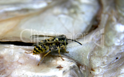 wasp on the fish