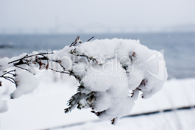 branch in snow