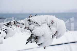 branch in snow