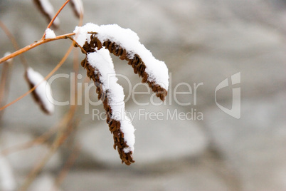 branch in snow