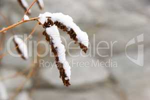 branch in snow