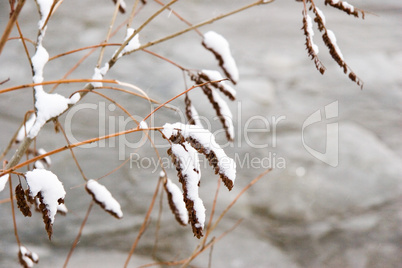 branch in snow