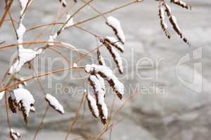 branch in snow