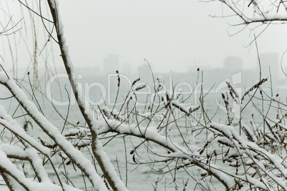 branch in snow