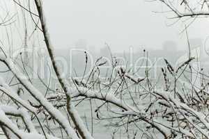 branch in snow