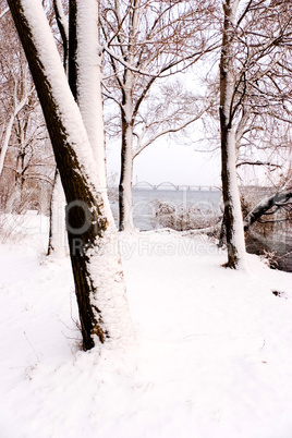 trees in winter