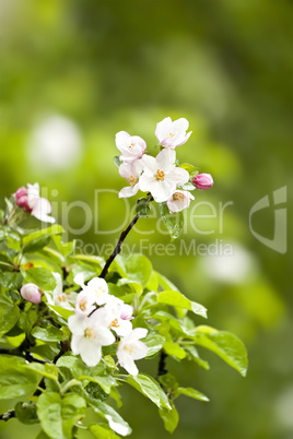 apple blossom