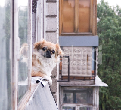 pekinese at balcony