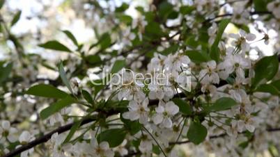 apple blossoms