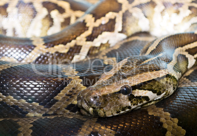 Closeup python