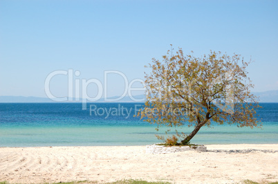 Tree on a beach at the luxury hotel, Thassos island, Greece
