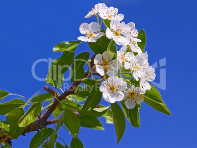 Flowering apple branch close-up