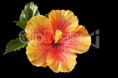 staatsblume von hawaii