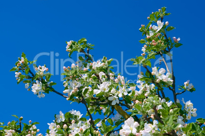 Flowering apple branch