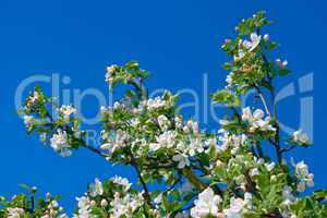 Flowering apple branch