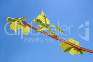 Young leaves of grapes