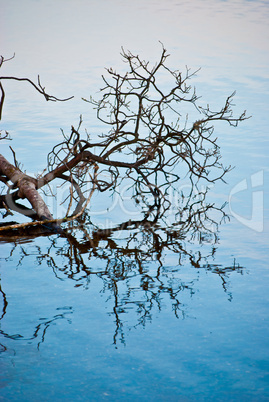 Tree reflection