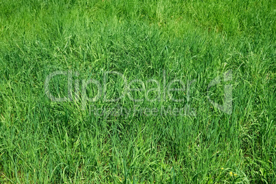 Green grass as herbal texture