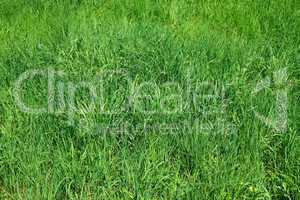 Green grass as herbal texture
