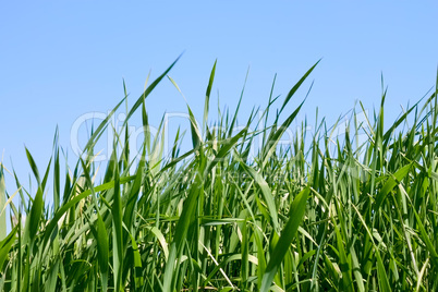 Green grass against blue sky