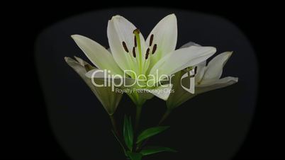 white lily opening time lapse