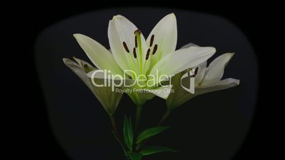 white lily opening time lapse