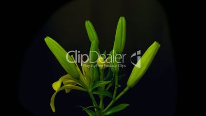 Yellow lilies time lapse