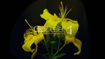 Yellow lilies time lapse reverse