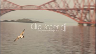 Seagull flying with the Forth bridge behind