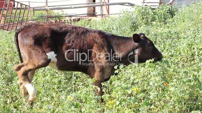 A calf eating some grass