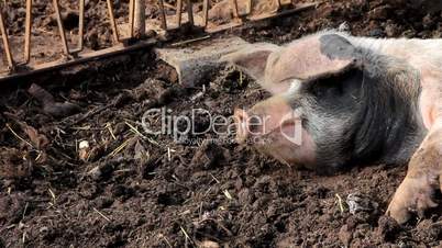 A pig sleeping in the mud