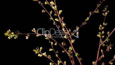 Cherry blossom on the black background, timelapse (Prunus subgen. Cerasus)