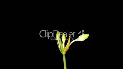 white Amazon lily flower