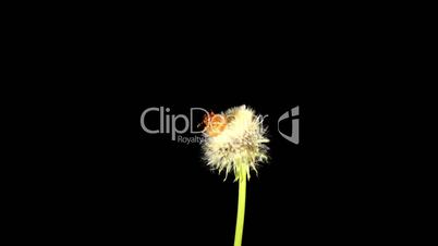 Time-lapse Of Growing And Opening Dandelion (Taraxacum)