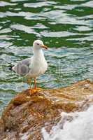 Gull on a rock