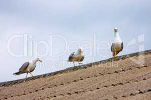 Three gulls