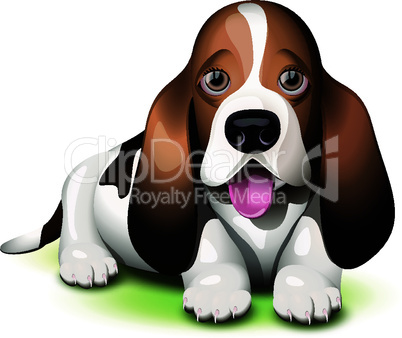 Basset Hound puppy