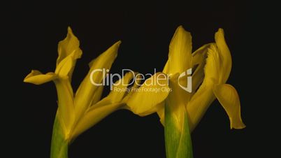Yellow iris timelapse