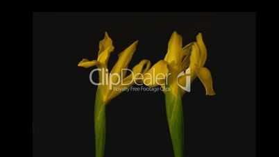 Yellow iris timelapse