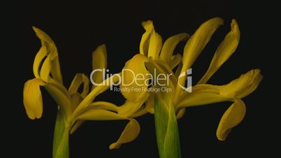 Yellow iris timelapse