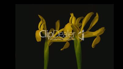 Yellow iris timelapse