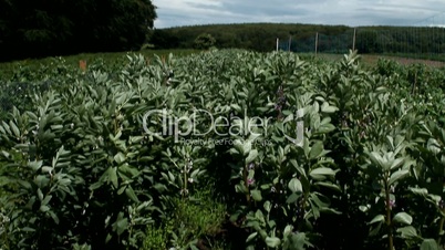 A field of potatoes.