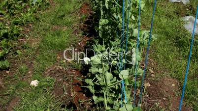A field of organic peas.