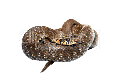Snake isolated on white background (Natrix)