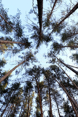 Tops of the pines in the forest