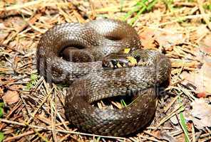 grass snake (Natrix), is a european non-venomous snake