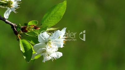 Cherry blossom