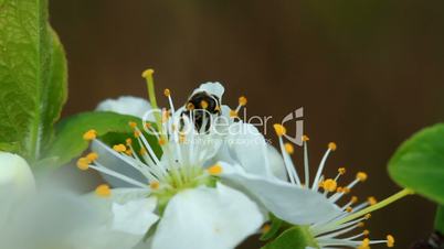 Bee on a spring blossom