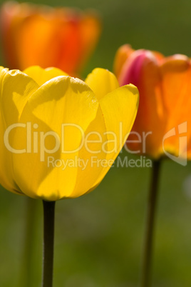 Tulpen