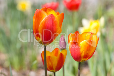 Tulpen